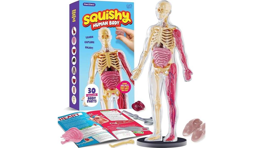 kids human body model