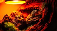 top reptile heat lamp options