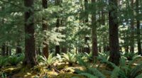understanding causal decision trees
