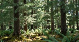understanding causal decision trees
