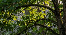 understanding model s explanatory power